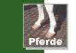 pferde